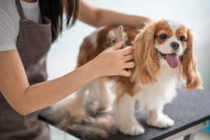 importance of including prices on pet grooming website