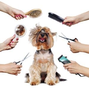 importance of including prices on pet grooming website