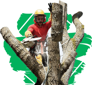 tree trimming services online