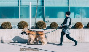 How much should I charge for dog walking?