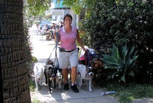 What are some risks of a dog walking business?